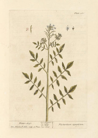 Elizabeth Blackwell - Watercress.webp