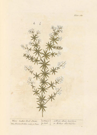 Elizabeth Blackwell - White ladies bedstraw.webp