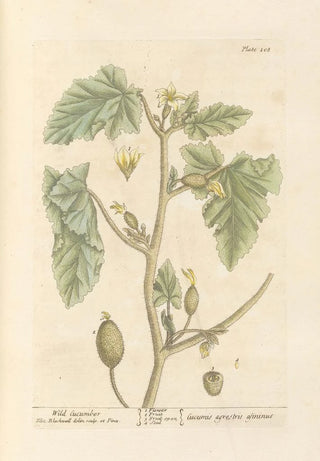 Elizabeth Blackwell - Wild cucumber.webp