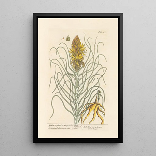 Elizabeth Blackwell - Yellow asphodel or kings spear.webp