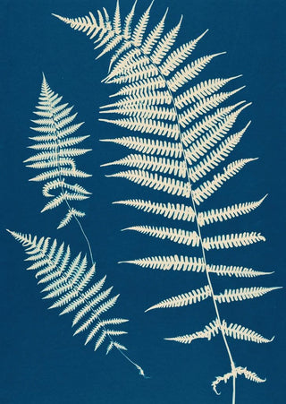 Ella J C Hurd - Ferns of Huntington Long Island Pl20.webp