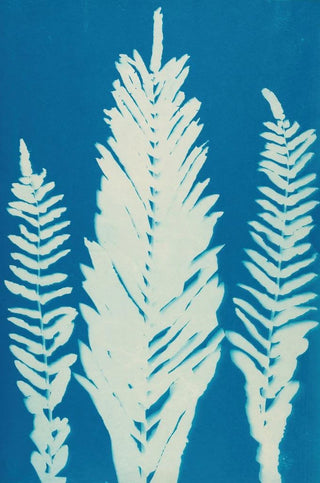 Ella J C Hurd - Ferns of Huntington Long Island Pl36.webp