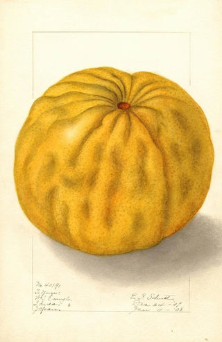 Ellen Isham Schutt - Citrus grandis To Yuzu.webp