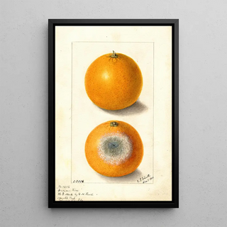 Ellen Isham Schutt - Citrus sinensis Indian River.webp