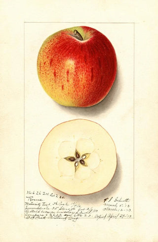 Ellen Isham Schutt - Malus domestica Rome.webp
