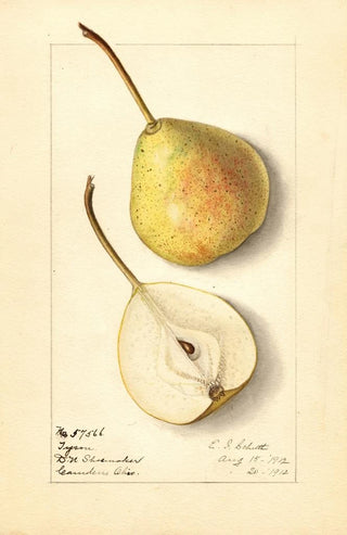 Ellen Isham Schutt - Pyrus communis Tyson.webp