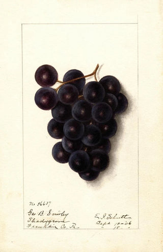 Ellen Isham Schutt - Vitis.webp