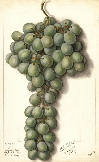 Ellen Isham Schutt - Vitis Mascat.webp