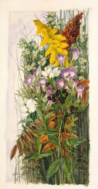 Ellen Robbins - Wildflowers.webp