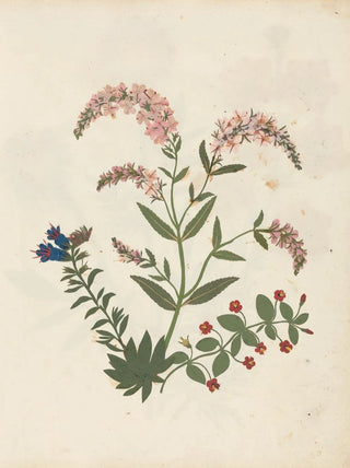 Ellen W - Album of cutpaper flowers Pl16.webp