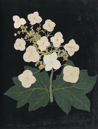 Ellen W - Album of cutpaper flowers Pl22.webp