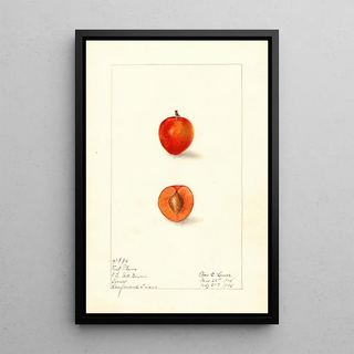 Elsie E Lower - Prunus domestica First.webp