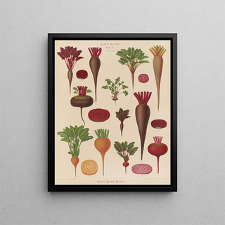 Ernst Benary - Beets.webp
