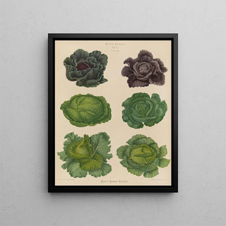 Ernst Benary - Cabbages.webp