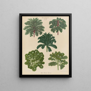 Ernst Benary - Ornamental Borecoles or Kales.webp