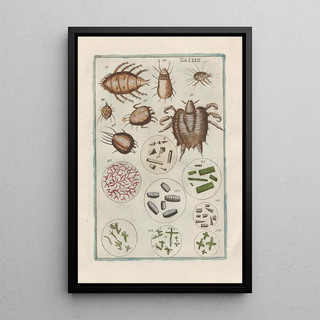 Filippo Buonanni - Rerum naturalium historia nempe quadrupedum Pl32.webp
