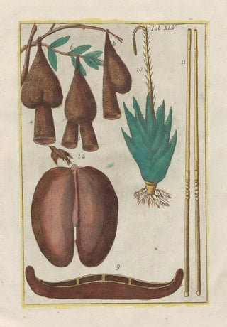 Filippo Buonanni - Rerum naturalium historia nempe quadrupedum Pl45.webp