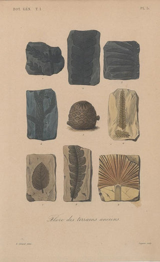 Franois Hrincq - Traite de botanique generale Pl005.webp