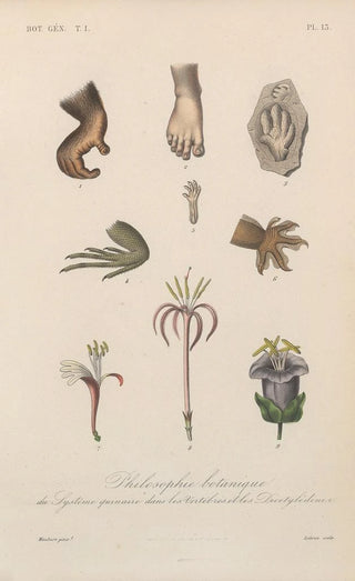 Franois Hrincq - Traite de botanique generale Pl013.webp