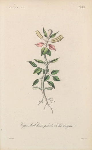Franois Hrincq - Traite de botanique generale Pl020.webp
