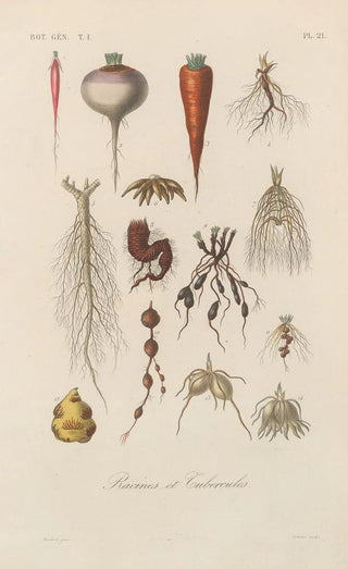 Franois Hrincq - Traite de botanique generale Pl021.webp