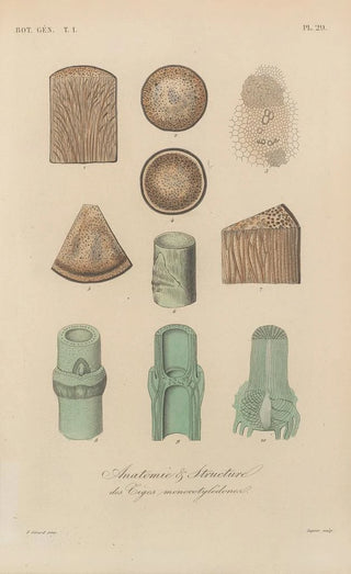 Franois Hrincq - Traite de botanique generale Pl029.webp