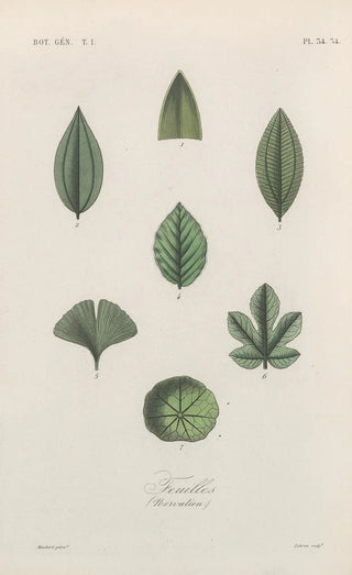 Franois Hrincq - Traite de botanique generale Pl035.webp