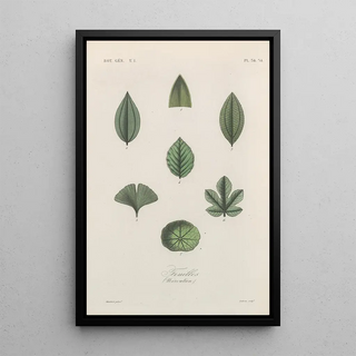 Franois Hrincq - Traite de botanique generale Pl035.webp