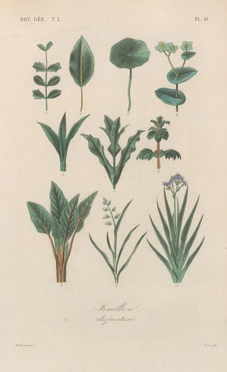 Franois Hrincq - Traite de botanique generale Pl042.webp