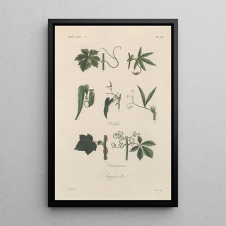 Franois Hrincq - Traite de botanique generale Pl047.webp