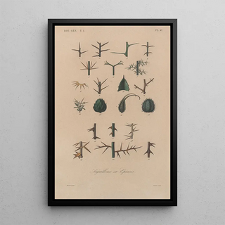 Franois Hrincq - Traite de botanique generale Pl048.webp