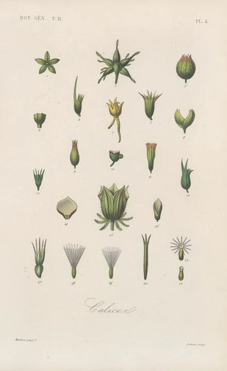 Franois Hrincq - Traite de botanique generale Pl055.webp