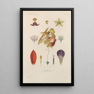 Franois Hrincq - Traite de botanique generale Pl059.webp