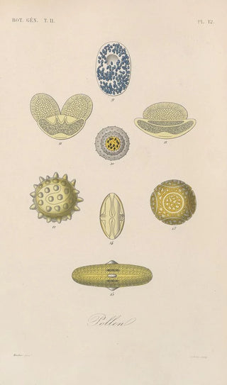 Franois Hrincq - Traite de botanique generale Pl063.webp