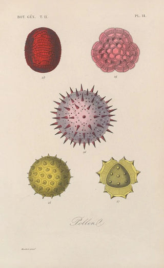 Franois Hrincq - Traite de botanique generale Pl065.webp