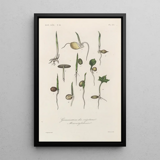 Franois Hrincq - Traite de botanique generale Pl076.webp