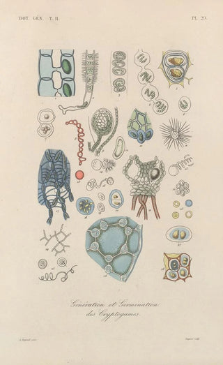 Franois Hrincq - Traite de botanique generale Pl080.webp