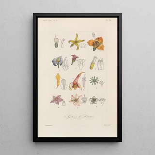 Franois Hrincq - Traite de botanique generale Pl090.webp