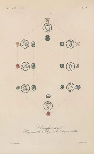 Franois Hrincq - Traite de botanique generale Pl101.webp