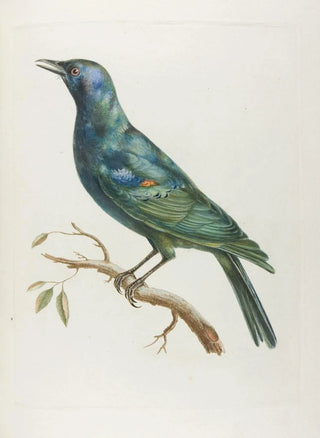 Franois Levaillant - Etourneau dafrique.webp