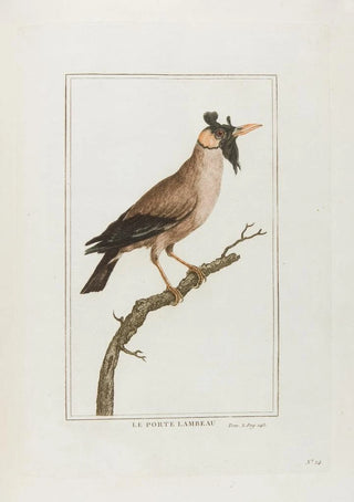 Franois Levaillant - Le porte lambeau.webp