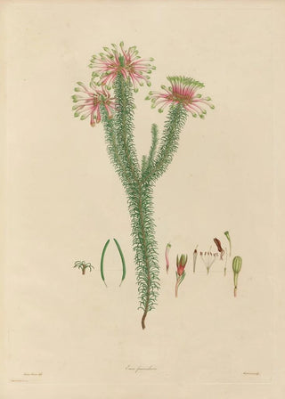 Franz Andreas Bauer - Delineations of exotick plants cultivated in the Royal gardens at Kew Pl06.webp