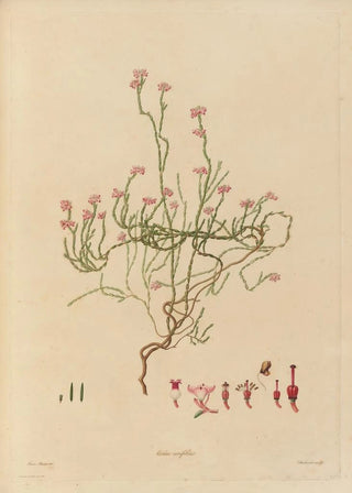 Franz Andreas Bauer - Delineations of exotick plants cultivated in the Royal gardens at Kew Pl21.webp