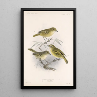 Frederick DuCane Godman - Aves Pl 12.webp