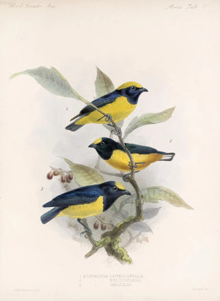 Frederick DuCane Godman - Aves Pl 17.webp