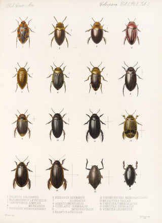 Frederick DuCane Godman - Insecta Coleoptera Pl 038.webp