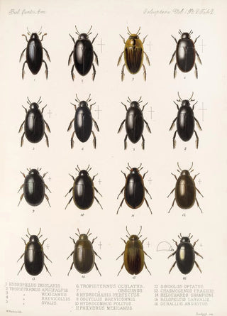 Frederick DuCane Godman - Insecta Coleoptera Pl 039.webp