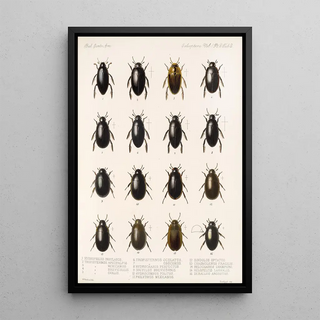 Frederick DuCane Godman - Insecta Coleoptera Pl 039.webp