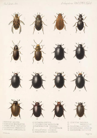 Frederick DuCane Godman - Insecta Coleoptera Pl 040.webp