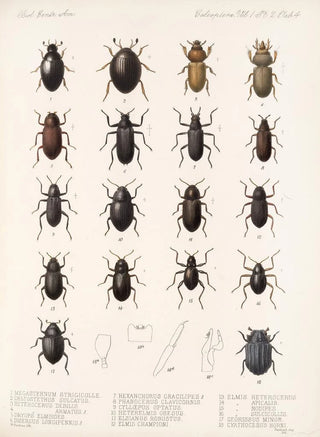 Frederick DuCane Godman - Insecta Coleoptera Pl 041.webp